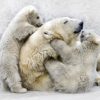 Bear family