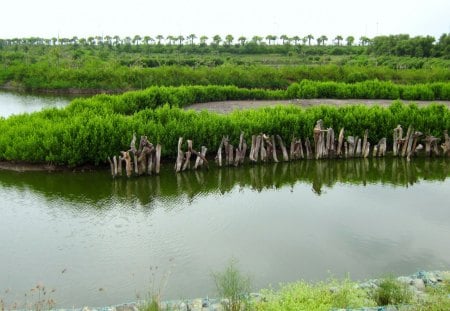 Wetlands Lake Park - wetlands, green, park, lake