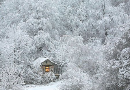 Winterday - fields, peaceful, day, magic, winter, colorful, nature, forest, snow, beautiful, house, lights