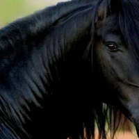 Friesian breed