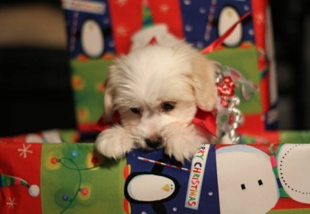 ✿ A sweet new family member ✿ - forever, member, beautiful, present, lovely, love, sweet, family, tiny, christmas, sweetheart, dogs, little, gift, animals