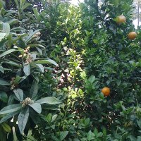 Loquat tree and Orange tree