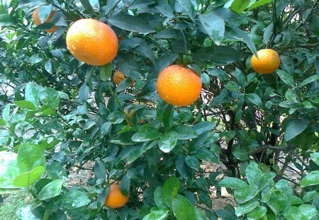 Fruiters A Fruit of Pakistan - ripe fruit, fruiters, nature, tree