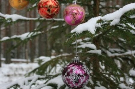 Winter - lights, forest, beautiful, amazing, christmas, magic, view, tree, nature, myst, colorful, cold, winter, pretty, landscape, star, mystic, snowfall, colors, snow