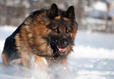 German shepard - german, dog, snow, water, winter, german shepard, shepherd