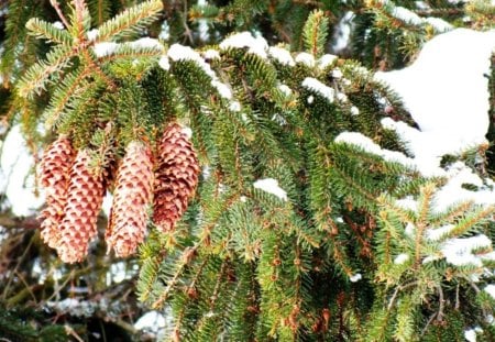 Winter tree - pretty, star, magic, amazing, mystic, landscape, snow, myst, forest, view, winter, beautiful, colors, tree, christmas, colorful, nature, lights, cold, snowfall