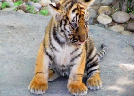 Where's my Mom - black, white, cub, cute, orange, tiger, cat, stripes