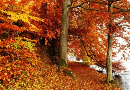 Autumn riverbank - leaves, shore, riverbank, red, lake, golden, nice, falling, branches, beautiful, slope, lovely, lakeshore, fall, colorful, river, nature, foliage