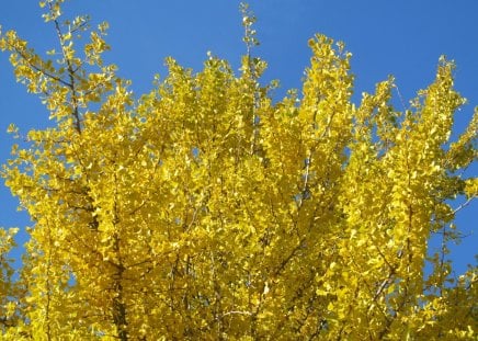 Autumnal Blue - leaves, sky, autumn, trees