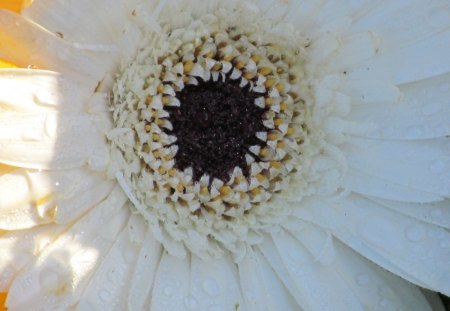 Black Centre - plant, white, flora, flower