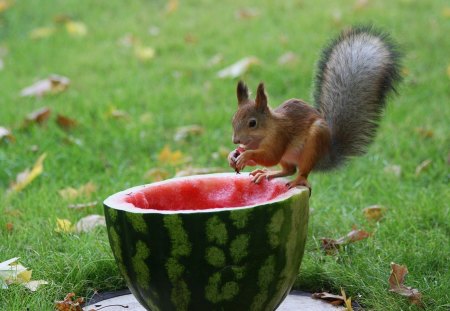 Discovering Heaven - heaven, food, sweet, animaql, fur, funny, autumn, red, green, water melon, fruit, cute, leaf, squirrel