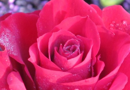 Frosted Rose Petals - flowers, flora, plants, roses