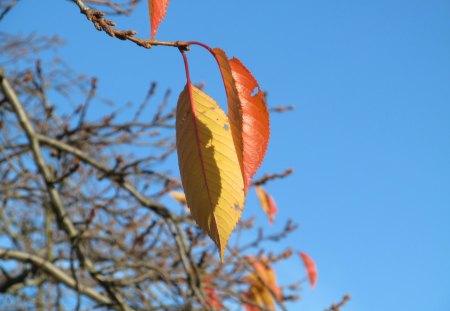 Hanging On - leaves, autumn, forests, trees