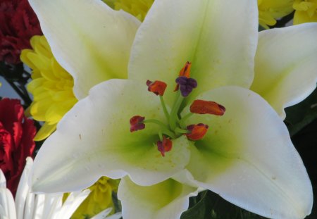 Heart of the Lilly - flowers, plants, lillies, flora