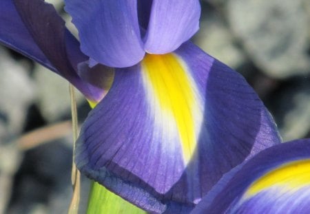 Iris Heart - flowers, plants, irises, flora