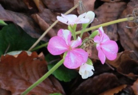 Out of the Leaves - plants, flowers, pink, flora