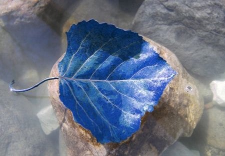 Blue - water, leaf, blue, rocks