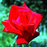 I fiori di Brosso