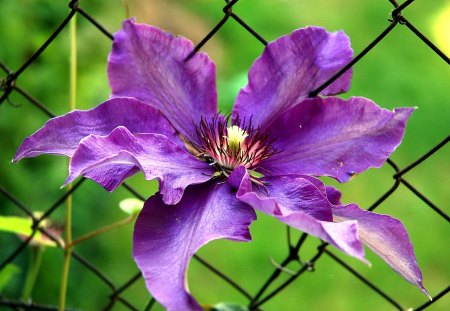 I fiori di Brosso - fiore di un, bel colore, porpora, 1