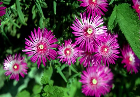 I fiori di Brosso - montagna, fiori, di, 1