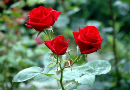 I fiori di Brosso - tre, rosse, rose, 1