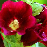 I fiori di Brosso