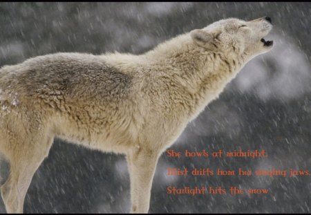 Wolf Wisdom - wisdom  beautiful, insnow, wolves, white, lone wolf, timber, lobo, wild animal black, majestic, wallpaper, quotes, nature, wolf, snow, canine, arctic, solitude, howling, howl, wolf pack, wolf wallpaper, black, grey wolf, pack, spirit, grey, dog, mythical, canis lupus, winter, abstract, wolfrunning, friendship, the pack