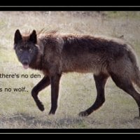 Wolf wisdom