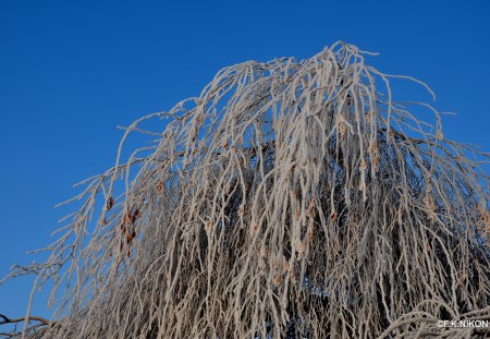 WINTER IN AUSTRIA - snow, winter, austria, tree