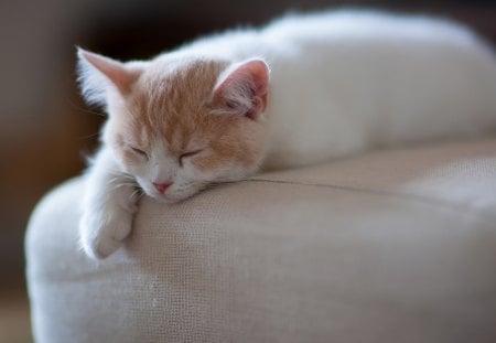 Hannah, by Ben Torode - ben torode, bed, animal, kitten, cat, hannah