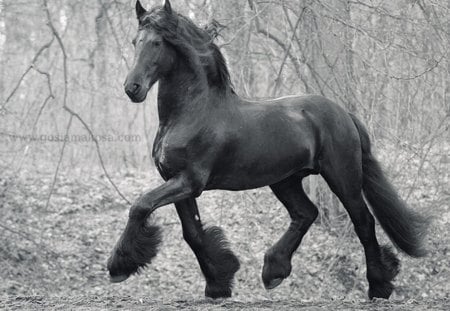 Stately Friesian - horses, holland, dutch, frison, black