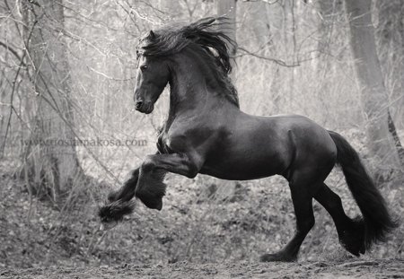 Stately Friesian 1 - friesian, horse, black, holland, dutch