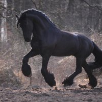 Powerful Friesian