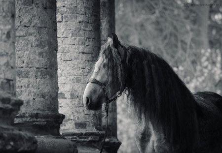 Black &White Andalusian - horses, iberian, spanish, grey, andalusian, dapple