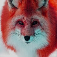 red fox