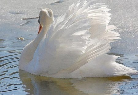 white elegance - white, elegance