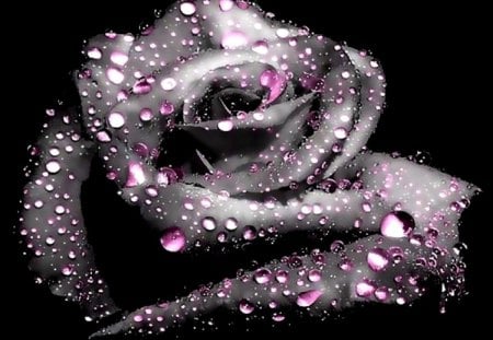 Raindrop On A Rose - a, raindrop, rose, on