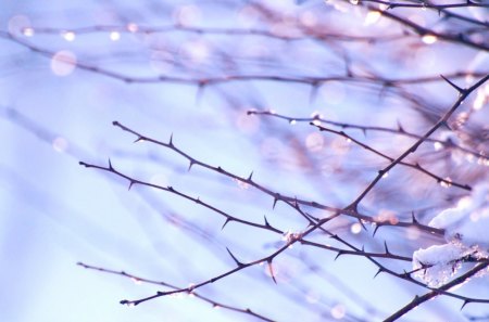 End of the Winter - nature, sky, macro, snow, branch, drop