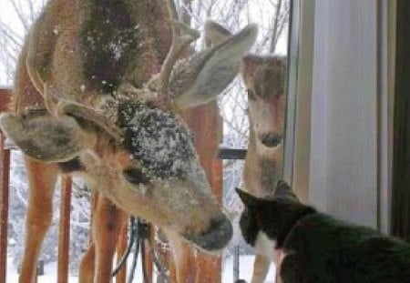 deer in window - cat, deer, snow, landscape