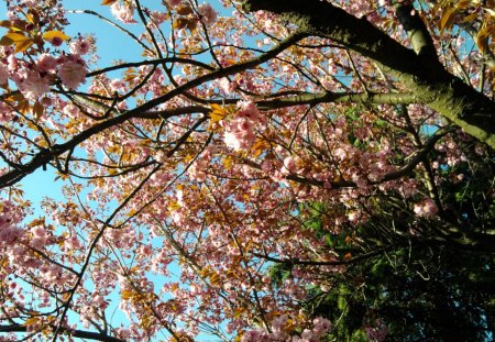 Sakura - pink tree, cherry, chinese, slovekia, tree