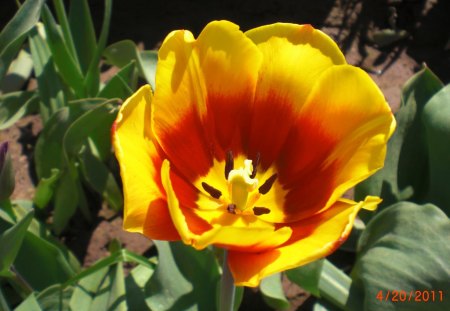 Tulip - nature, colors, tulip, flowers