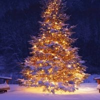 Christmas Tree in Snow