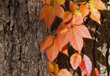 Fall Leaves - leaves, trees, nature, wood