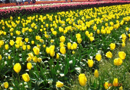 Tulip field - nature, tulips, color, flowers