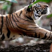 indian tiger