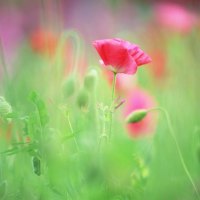 poppy flower buds