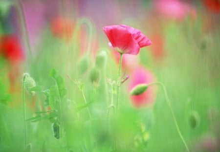 poppy flower buds - poppy, flower, buds, nature