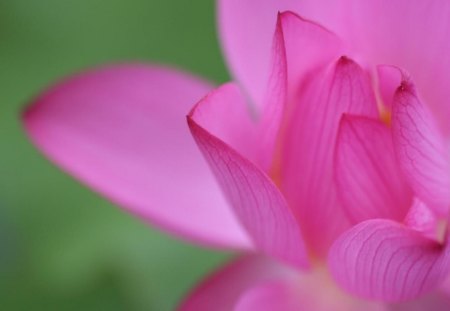 pink wisp flower - flower, pink, nature, wisp