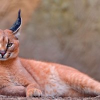 cute wild kitten