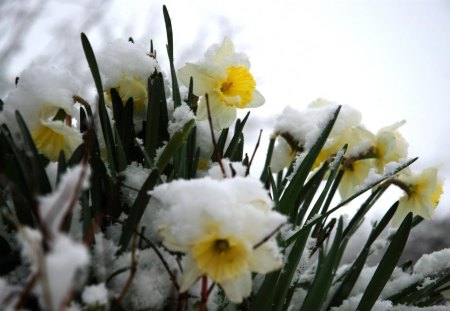 frozen daffodils - daffodils, nature, flowers, frozen